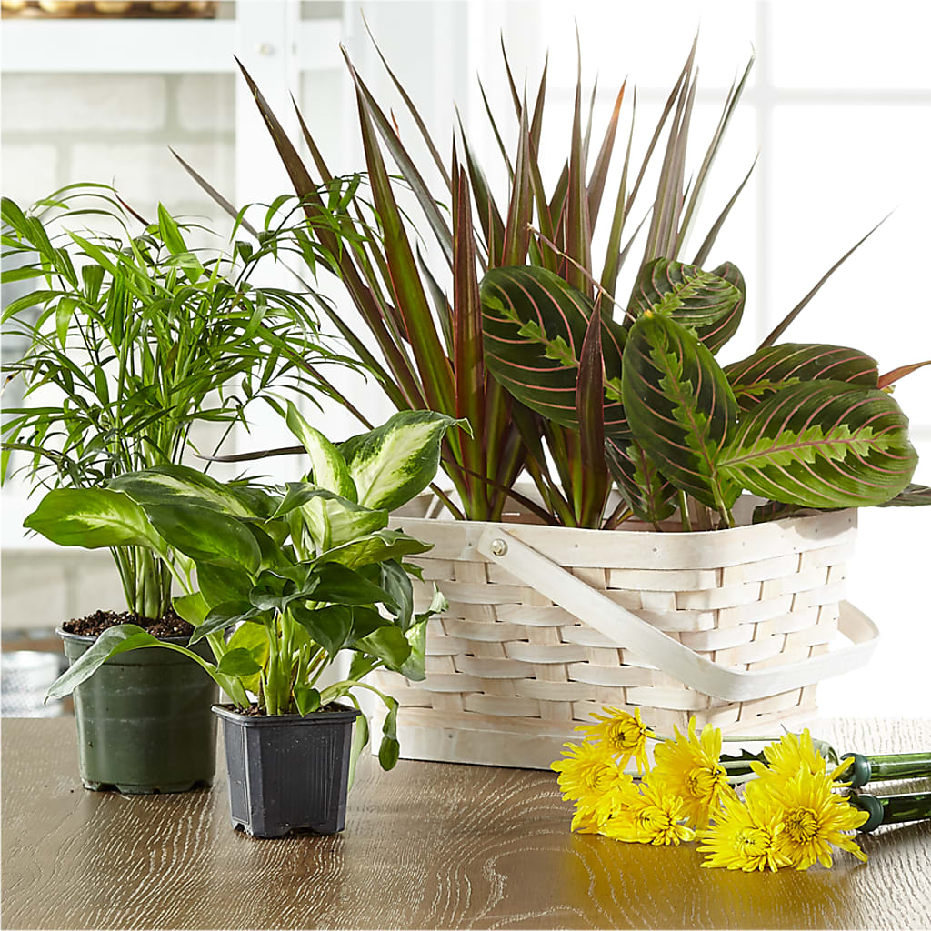 Florist Designed Blooming and Green Plants in a Basket – Ko Caffee Llc Dba Verde Galerie, Stamford CT