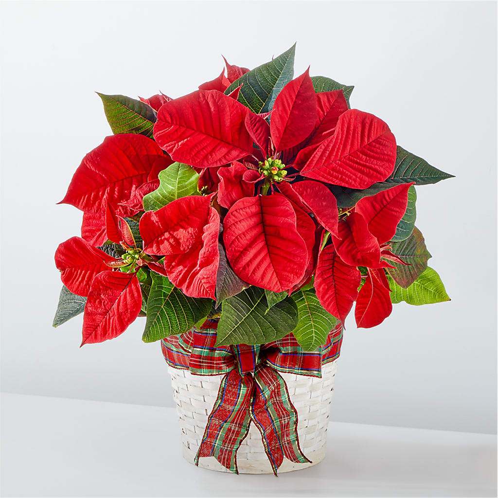 Happiest Holidays Poinsettia – Ko Caffee Llc Dba Verde Galerie, Stamford CT