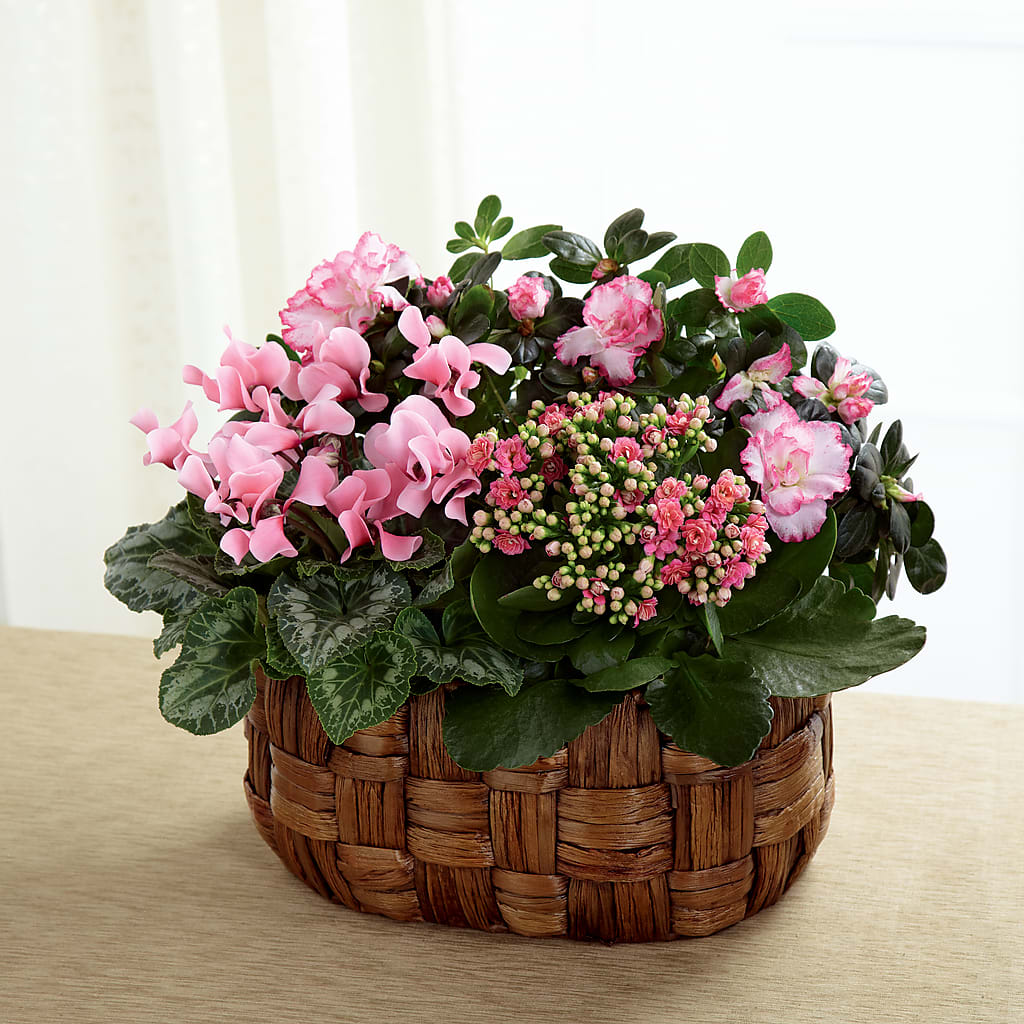 Pink Assortment – Ko Caffee Llc Dba Verde Galerie, Stamford CT