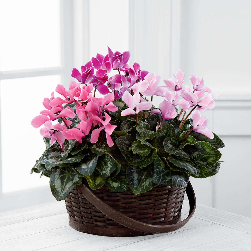 Mixed Cyclamen Planter – Ko Caffee Llc Dba Verde Galerie, Stamford CT