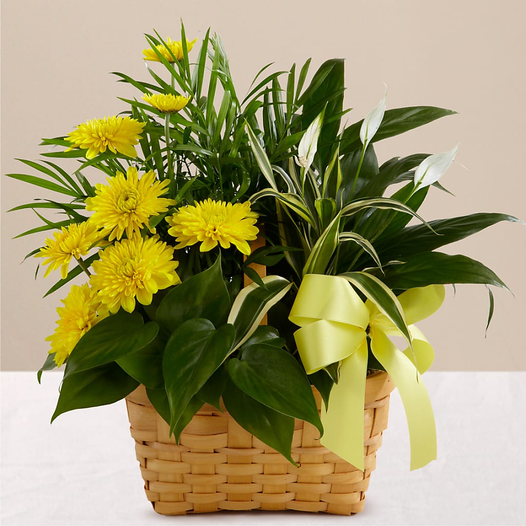 Loving Light Dishgarden – Ko Caffee Llc Dba Verde Galerie, Stamford CT