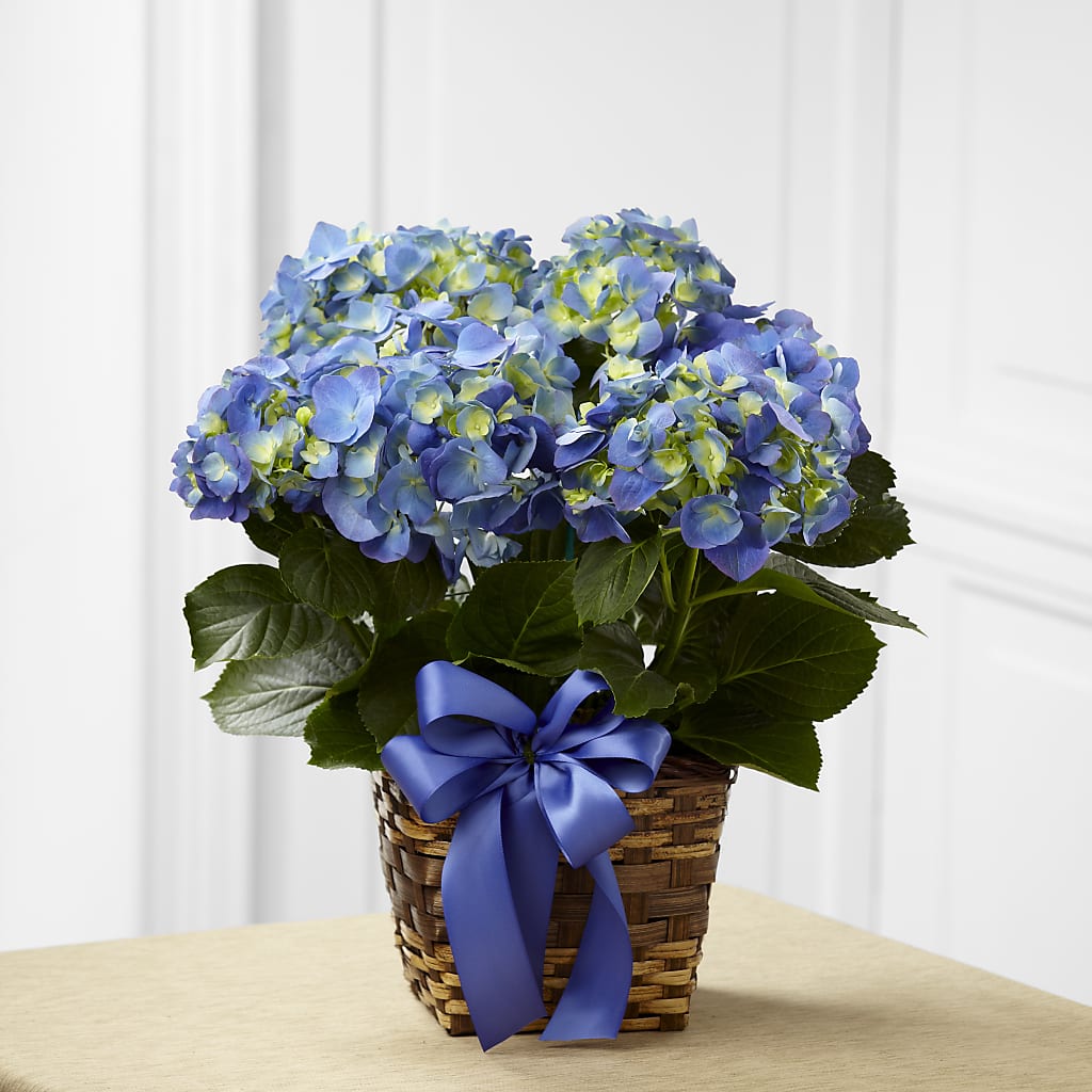 Blue Hydrangea Planter – Ko Caffee Llc Dba Verde Galerie, Stamford CT