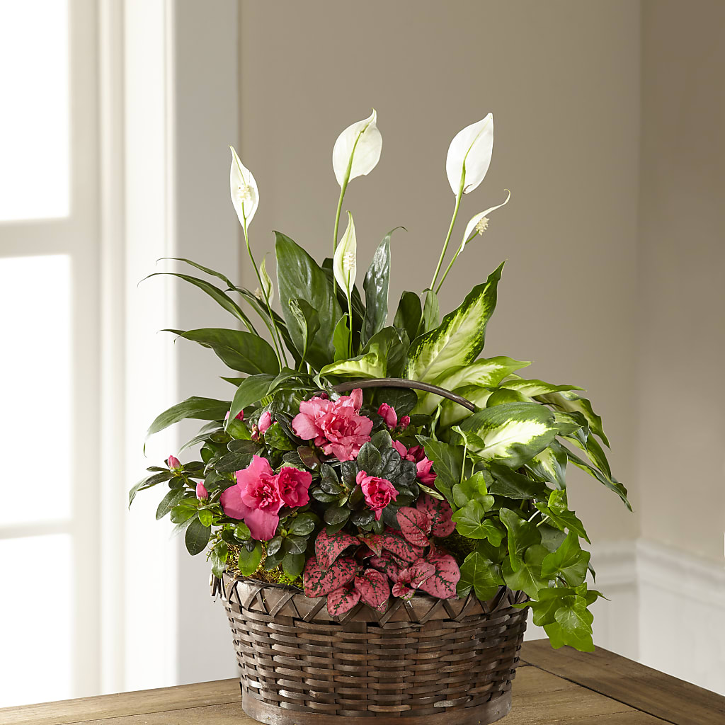 Dream in Pink Dishgarden – Ko Caffee Llc Dba Verde Galerie, Stamford CT