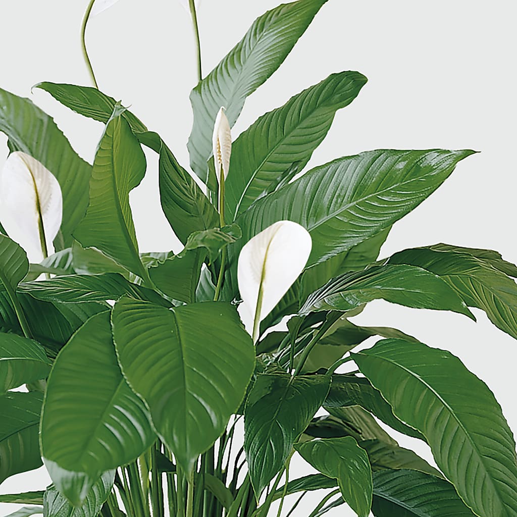 Tranquil Moments Peace Lily Plant – Ko Caffee Llc Dba Verde Galerie, Stamford CT