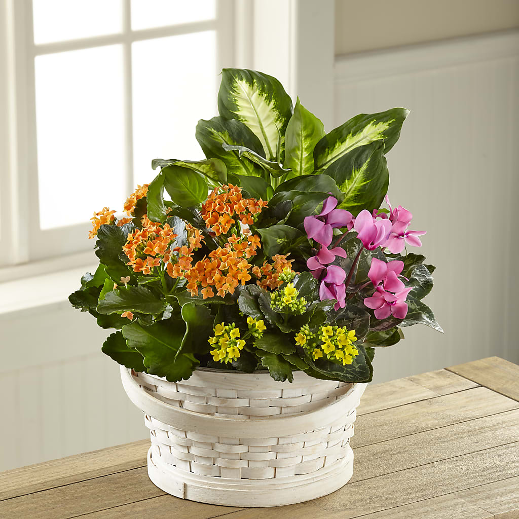 Color Crush Dishgarden – Ko Caffee Llc Dba Verde Galerie, Stamford CT