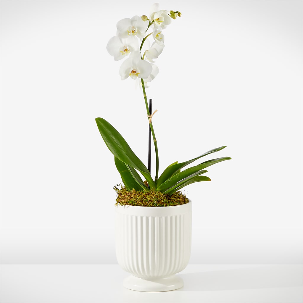 Whispering White Orchid – Ko Caffee Llc Dba Verde Galerie, Stamford CT