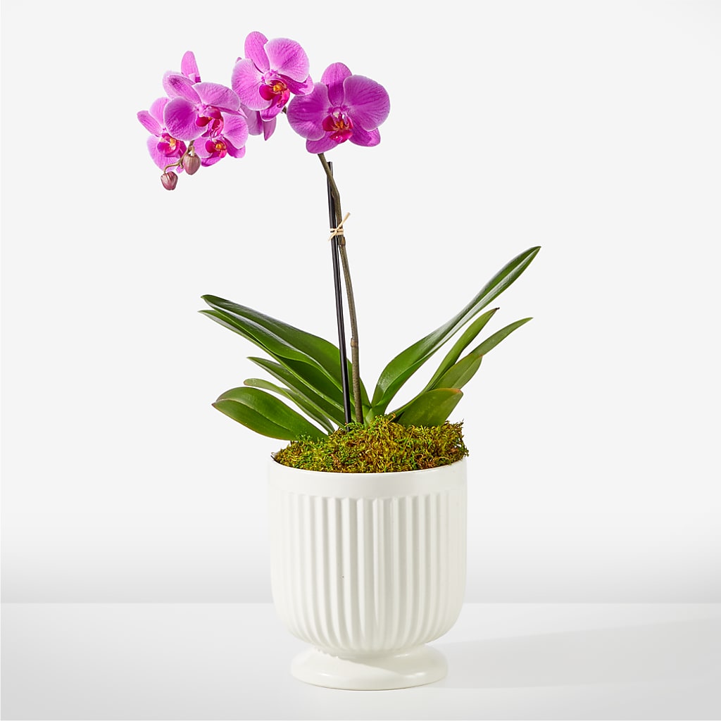 Friendly Fuchsia Orchid – Ko Caffee Llc Dba Verde Galerie, Stamford CT