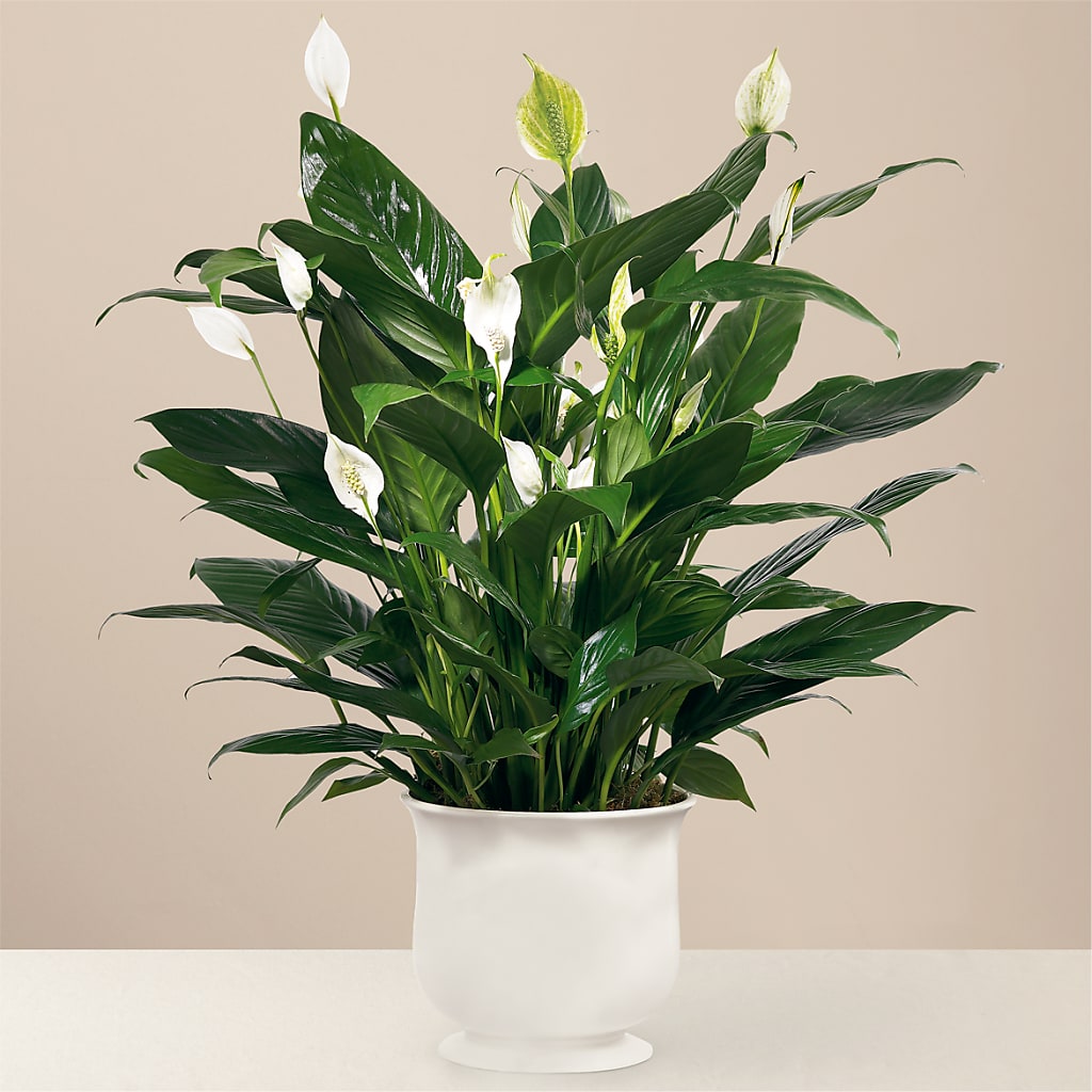 Comfort Planter – Ko Caffee Llc Dba Verde Galerie, Stamford CT