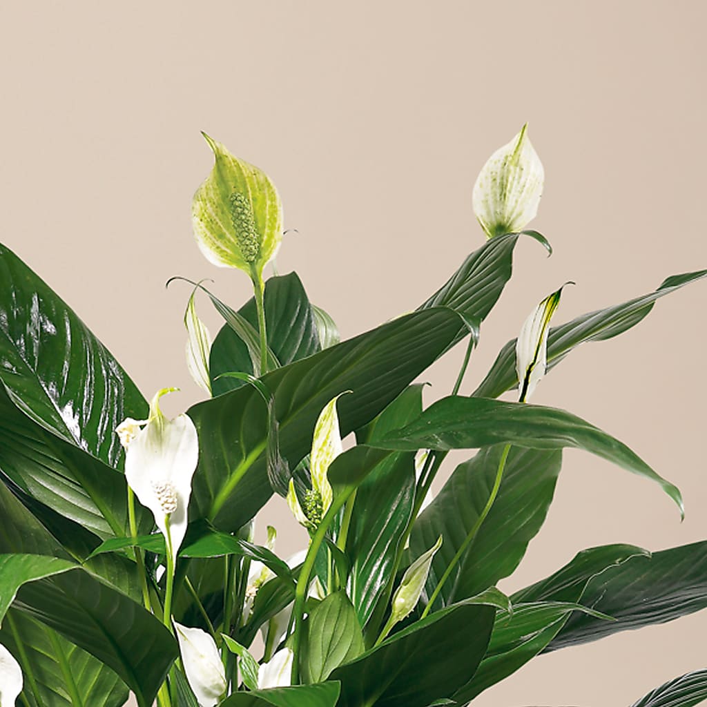 Comfort Planter – Ko Caffee Llc Dba Verde Galerie, Stamford CT