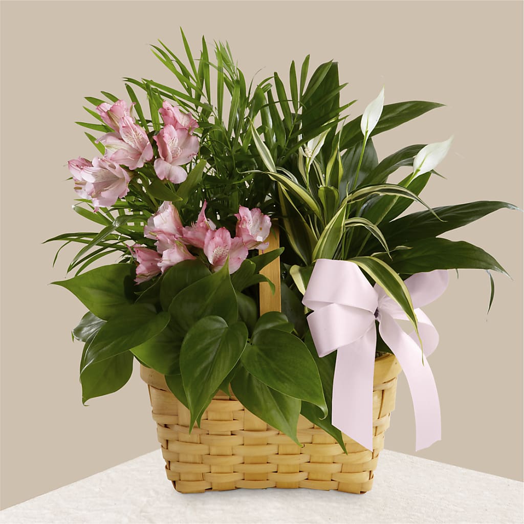 Living Spirit Dishgarden – Ko Caffee Llc Dba Verde Galerie, Stamford CT