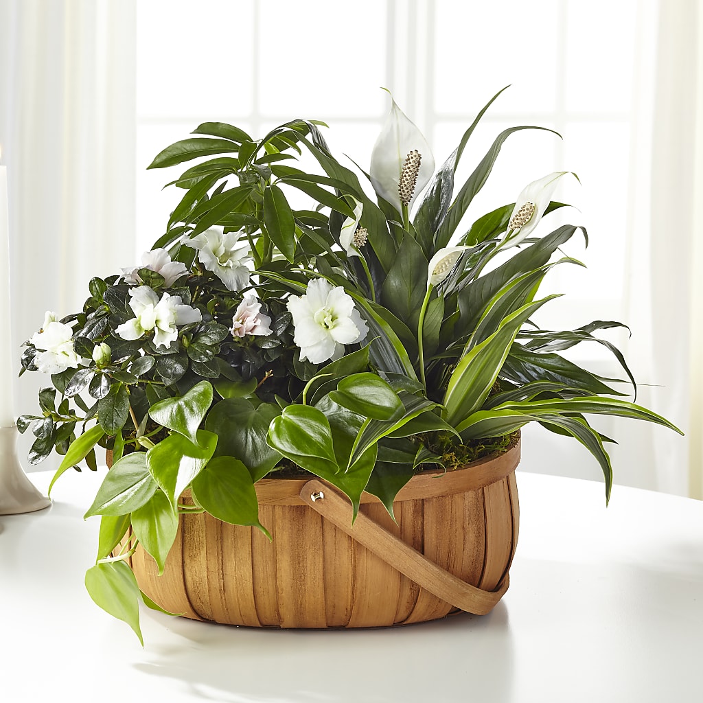Serene Dishgarden – Ko Caffee Llc Dba Verde Galerie, Stamford CT