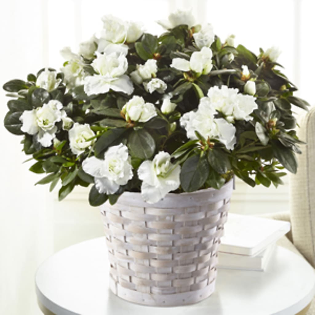 White Azalea Plant – Ko Caffee Llc Dba Verde Galerie, Stamford CT