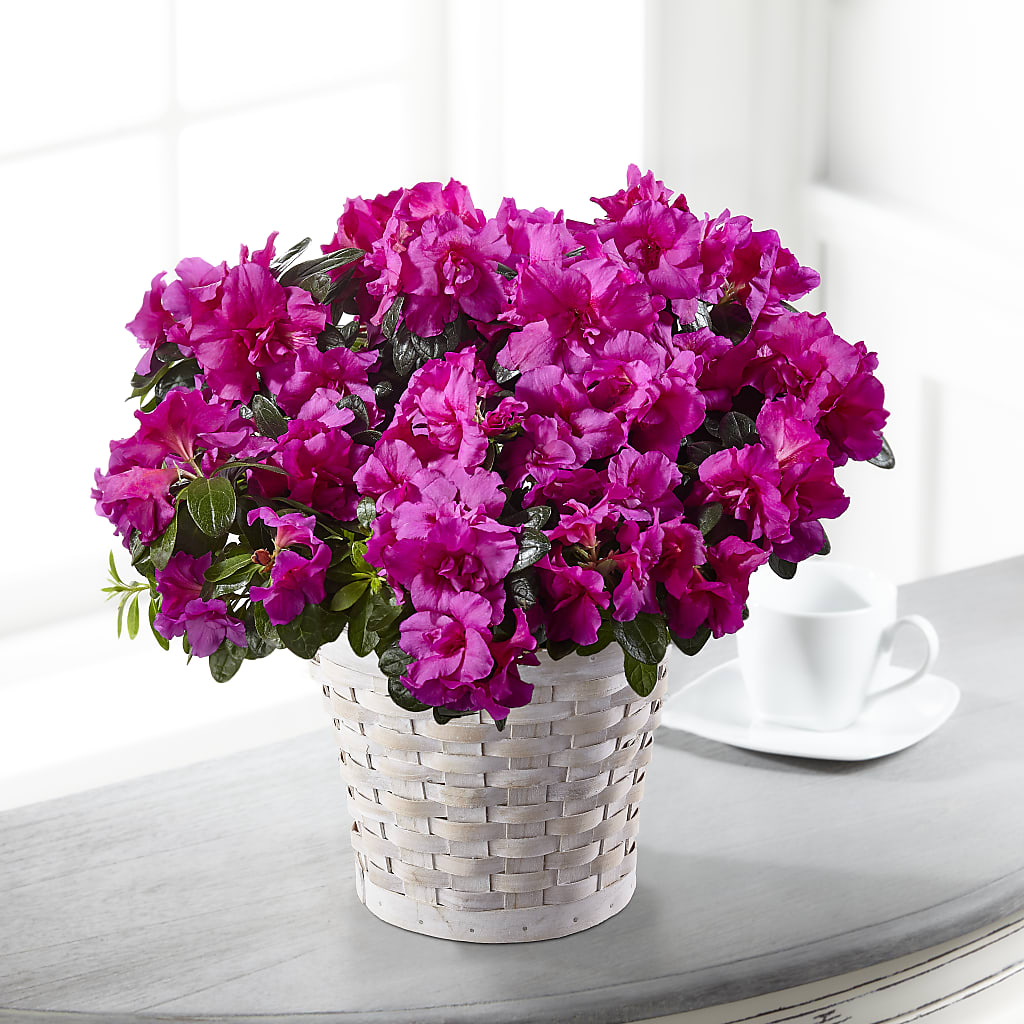 Hope & Serenity Azalea Plant – Ko Caffee Llc Dba Verde Galerie, Stamford CT