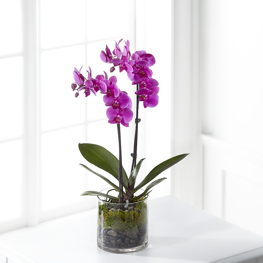 Pink Orchid Plant – Ko Caffee Llc Dba Verde Galerie, Stamford CT