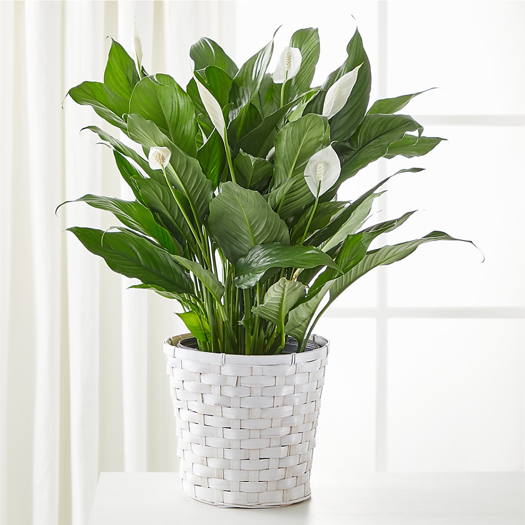 A New Leaf Peace Lily – Ko Caffee Llc Dba Verde Galerie, Stamford CT
