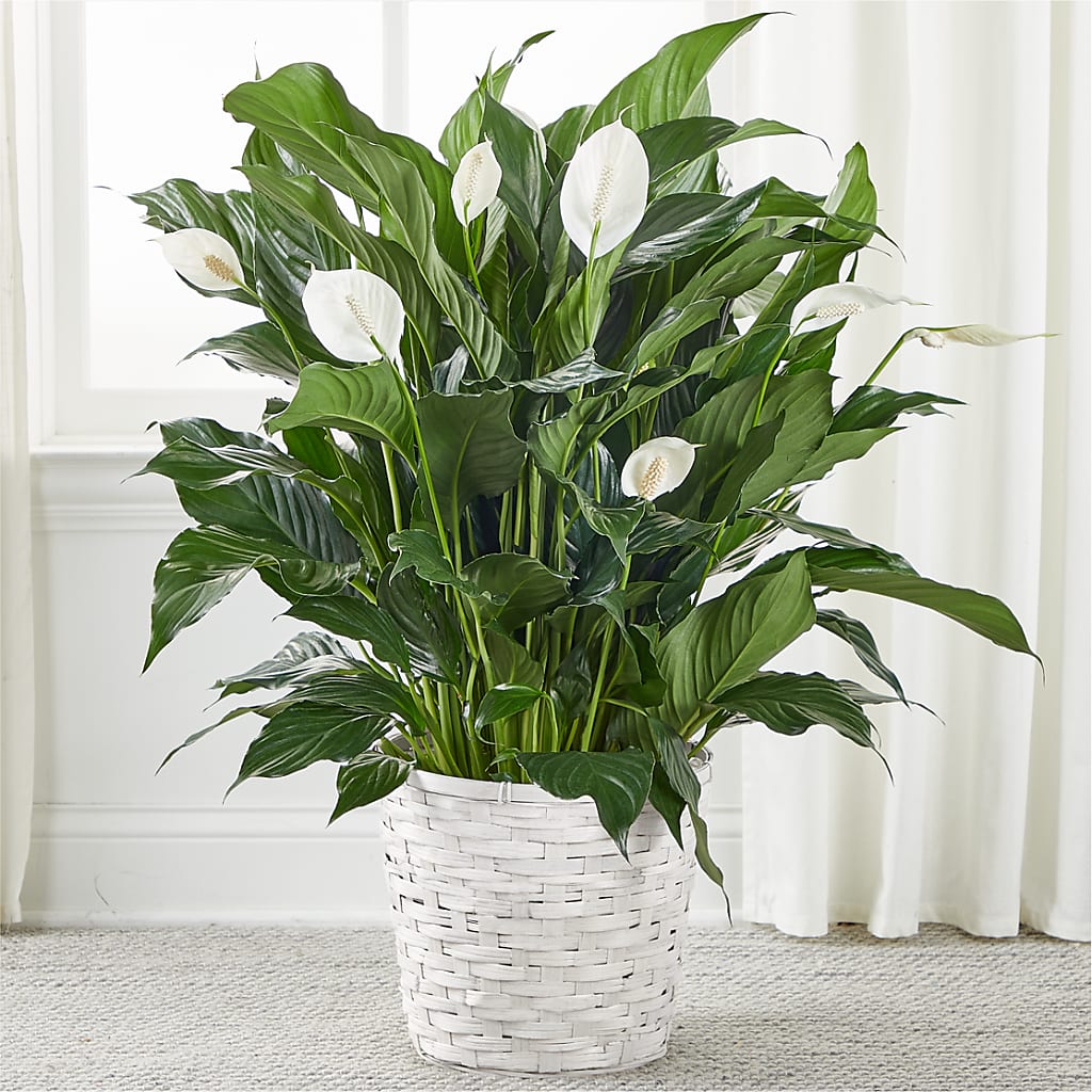 A New Leaf Peace Lily – Ko Caffee Llc Dba Verde Galerie, Stamford CT