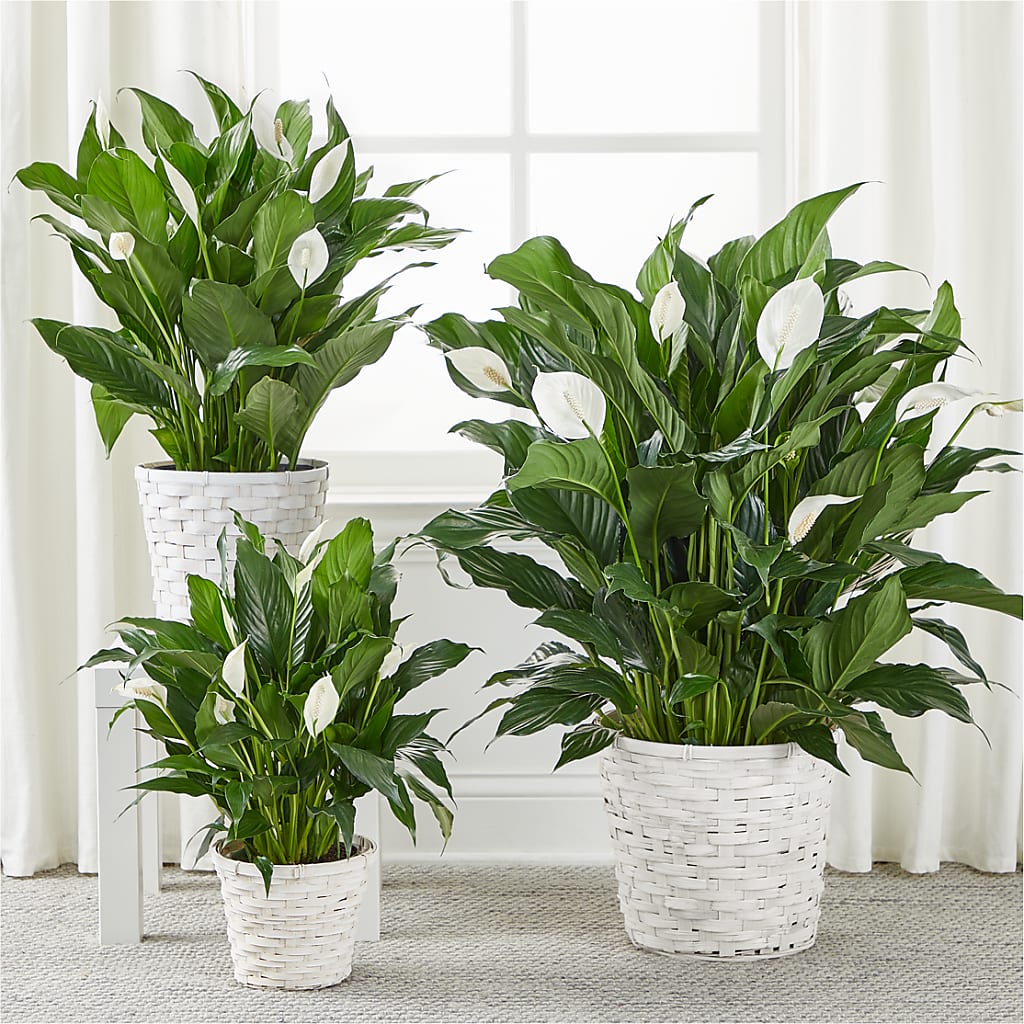 A New Leaf Peace Lily – Ko Caffee Llc Dba Verde Galerie, Stamford CT