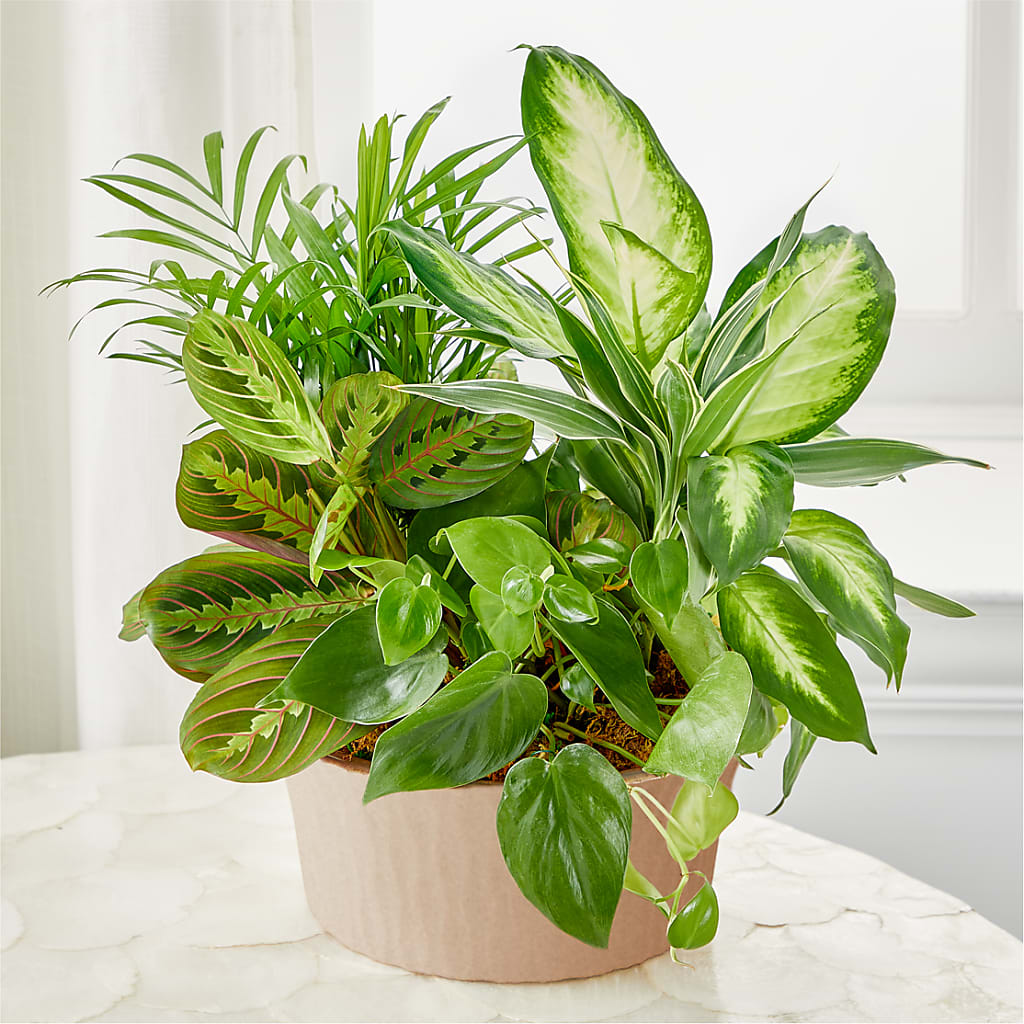 Balance & Harmony Dishgarden – Ko Caffee Llc Dba Verde Galerie, Stamford CT