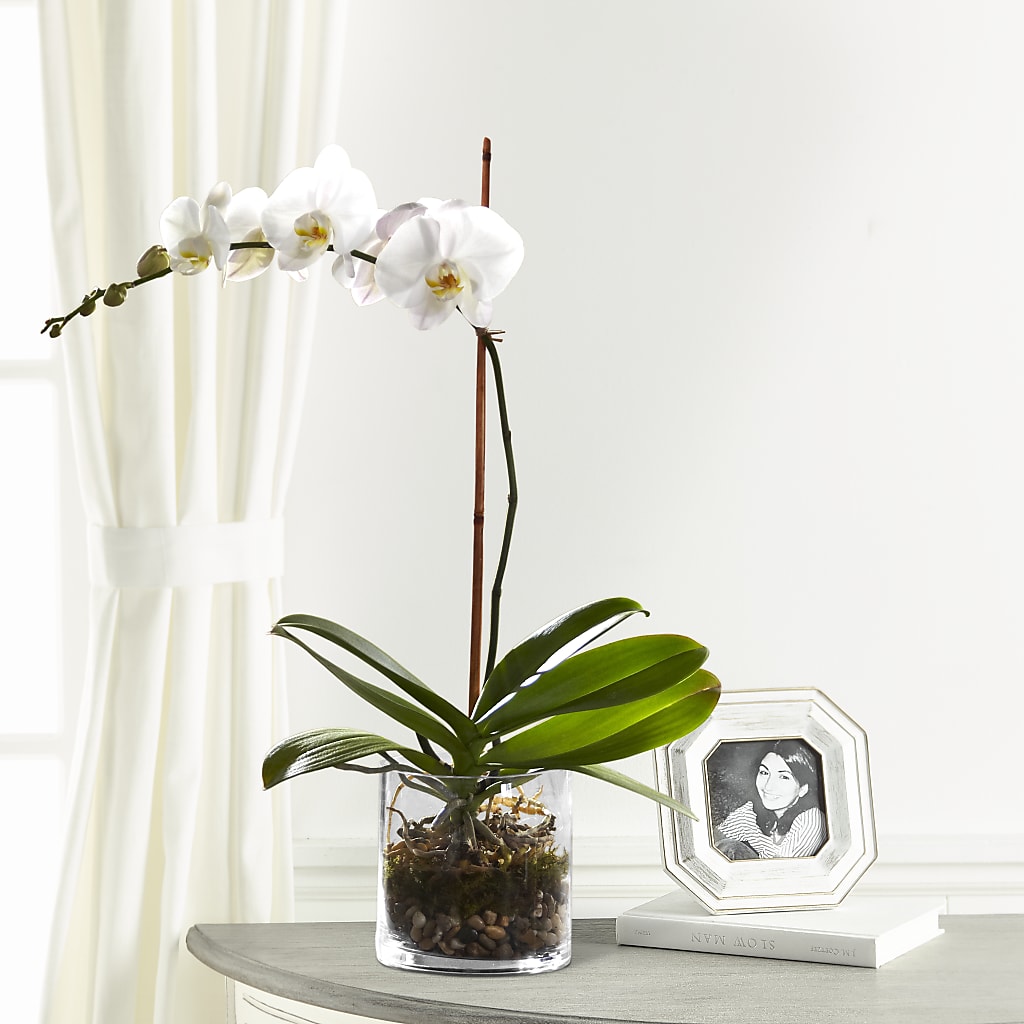 White Orchid Planter – Ko Caffee Llc Dba Verde Galerie, Stamford CT