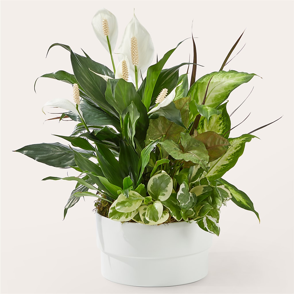 Radiating Positivity Dishgarden – Ko Caffee Llc Dba Verde Galerie, Stamford CT