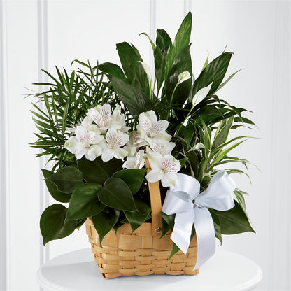 Peace & Serenity Dishgarden –  Ko Caffee Llc Dba Verde Galerie, Stamford CT