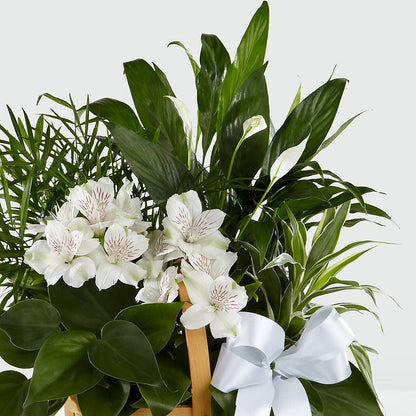 Peace & Serenity Dishgarden –  Ko Caffee Llc Dba Verde Galerie, Stamford CT