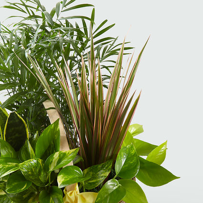 French Garden –  Ko Caffee Llc Dba Verde Galerie, Stamford CT