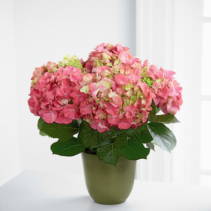 Pink Hydrangea Planter –  Ko Caffee Llc Dba Verde Galerie, Stamford CT