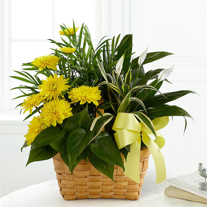 Loving Light Dishgarden –  Ko Caffee Llc Dba Verde Galerie, Stamford CT