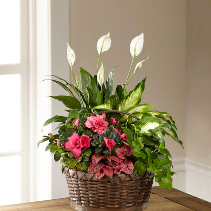 Dream in Pink Dishgarden –  Ko Caffee Llc Dba Verde Galerie, Stamford CT