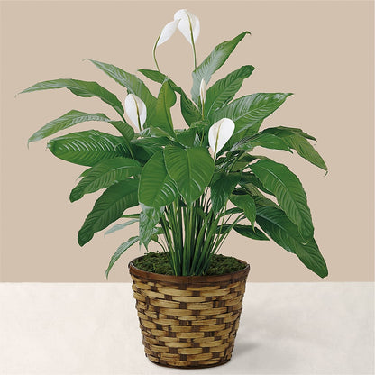 Tranquil Moments Peace Lily Plant –  Ko Caffee Llc Dba Verde Galerie, Stamford CT