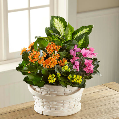Color Crush Dishgarden –  Ko Caffee Llc Dba Verde Galerie, Stamford CT