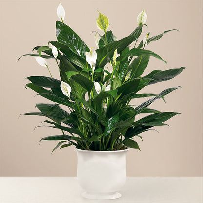 Comfort Planter –  Ko Caffee Llc Dba Verde Galerie, Stamford CT