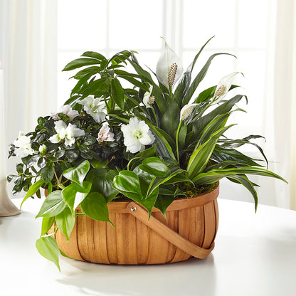Serene Dishgarden –  Ko Caffee Llc Dba Verde Galerie, Stamford CT