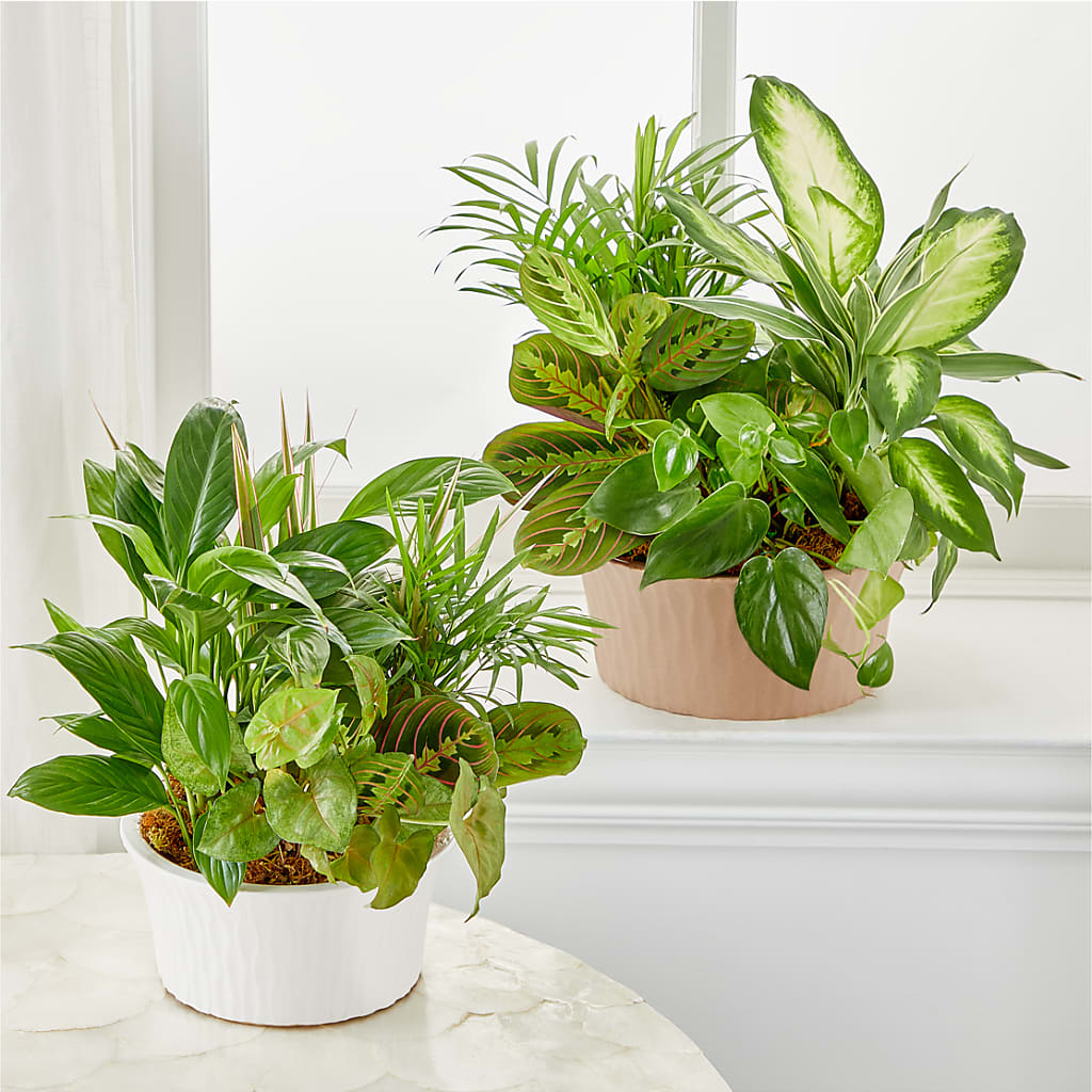 Balance & Harmony Dishgarden –  Ko Caffee Llc Dba Verde Galerie, Stamford CT