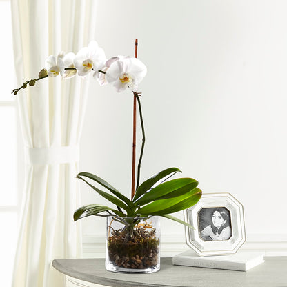 White Orchid Planter –  Ko Caffee Llc Dba Verde Galerie, Stamford CT
