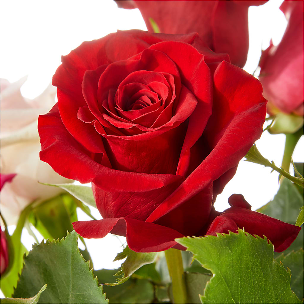 Love Notes Rose Bouquet –  Ko Caffee Llc Dba Verde Galerie, Stamford CT